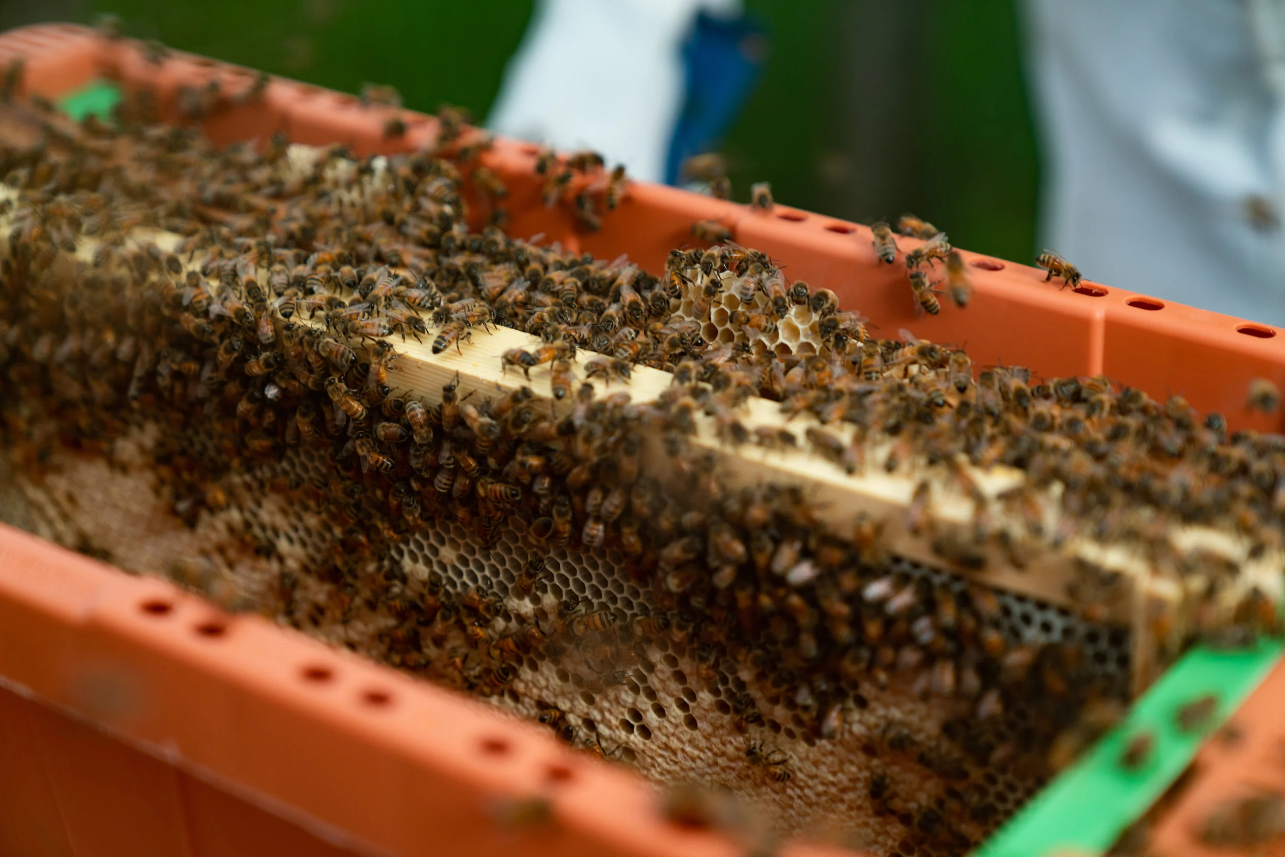 BeeKeeper_George-18.jpg