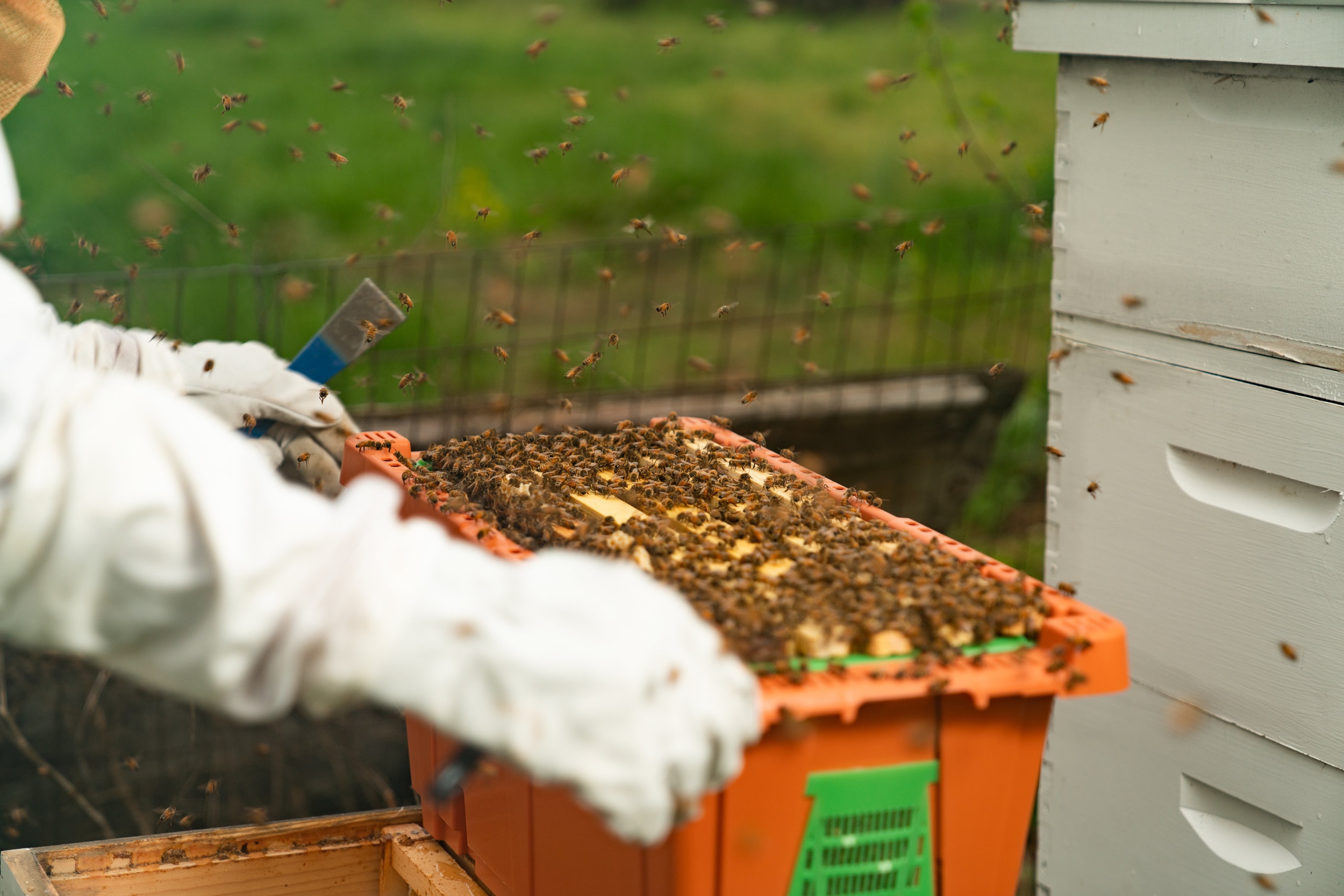 BeeKeeper_George-15.jpg