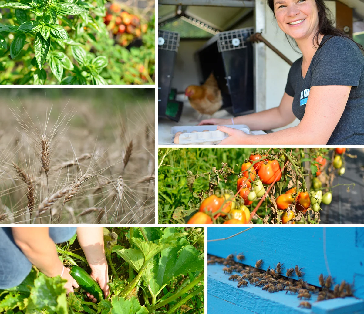 Blue Oven Farm Collage