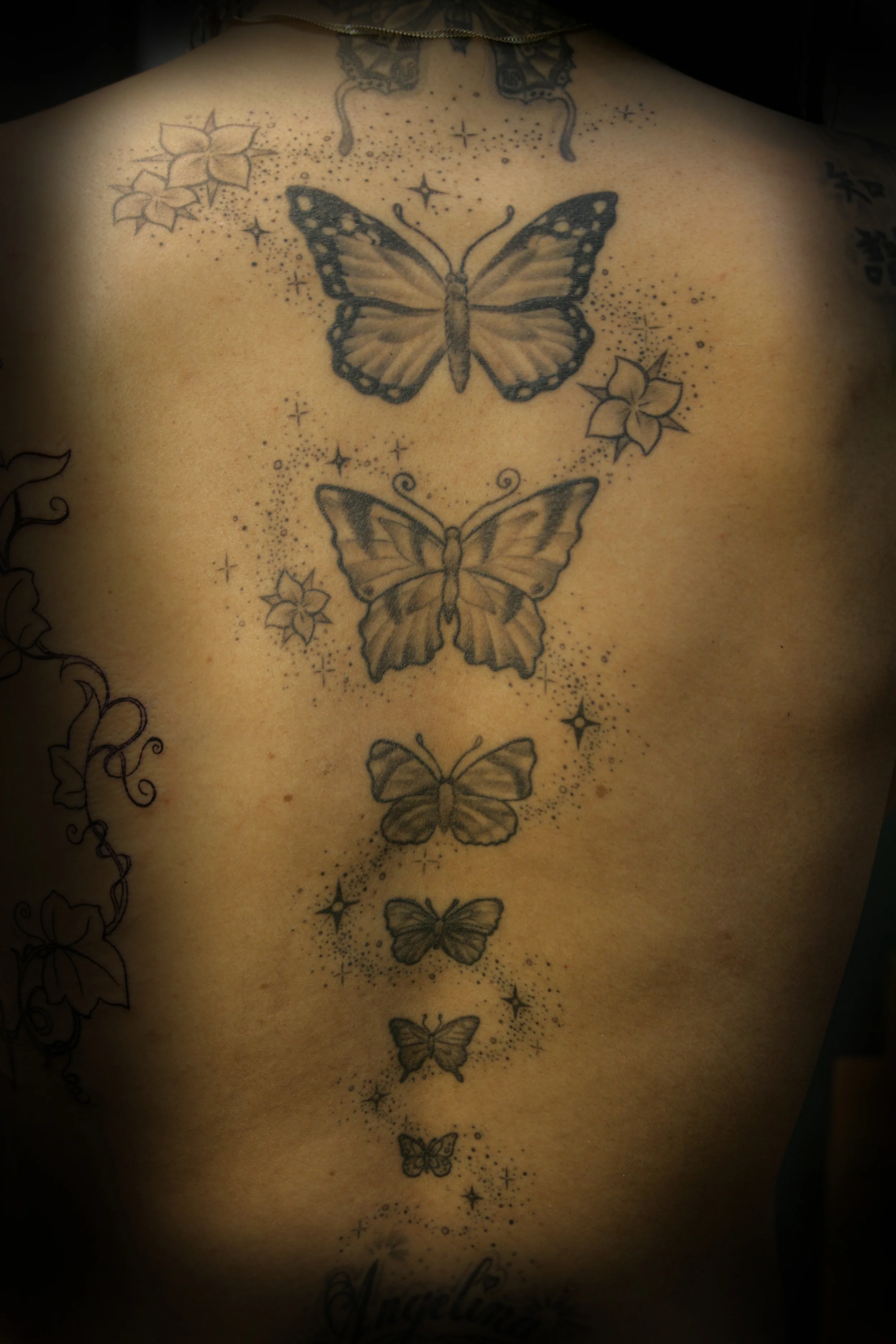 butterflyvertabrae.jpg