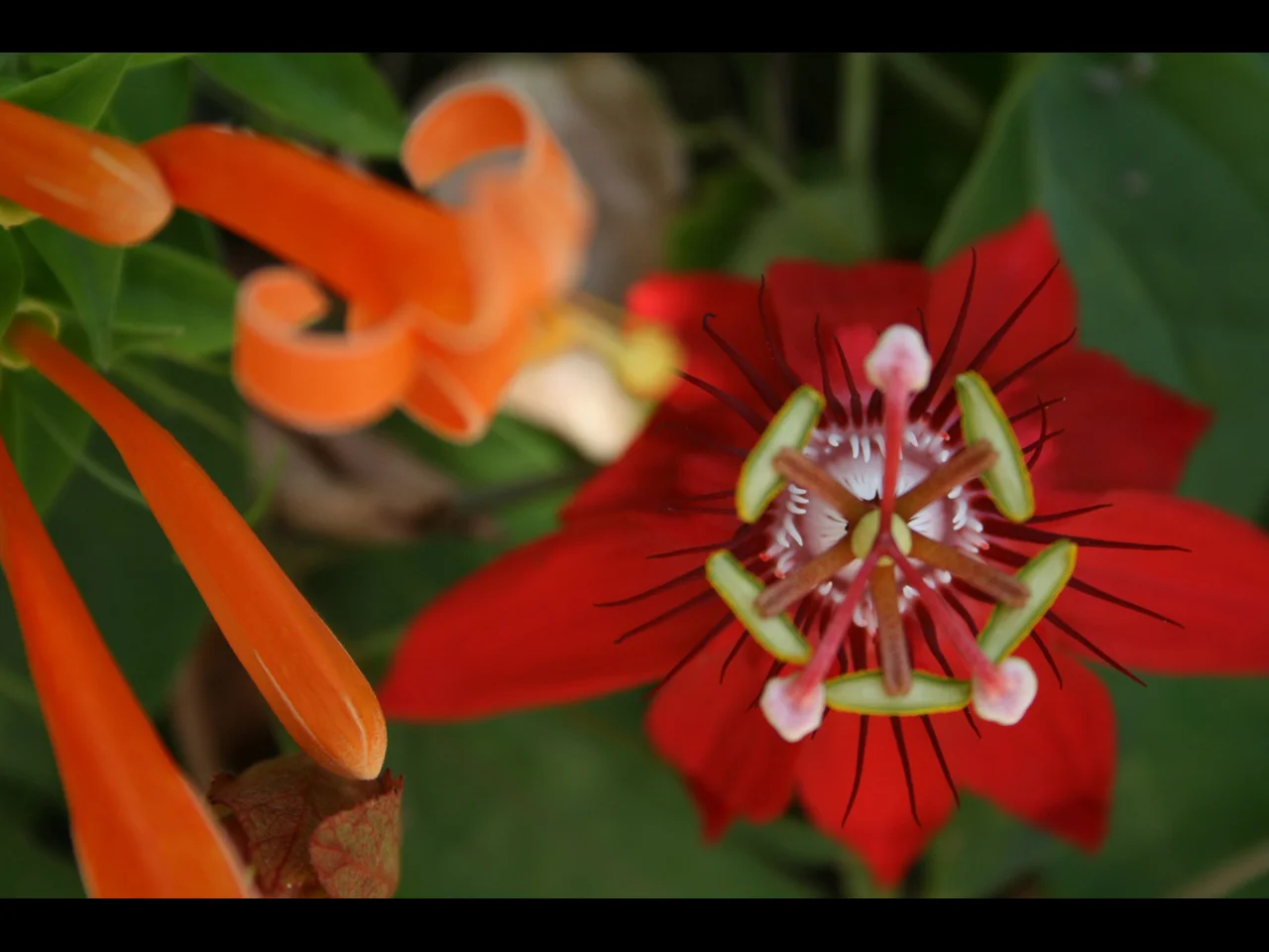 flame&passion