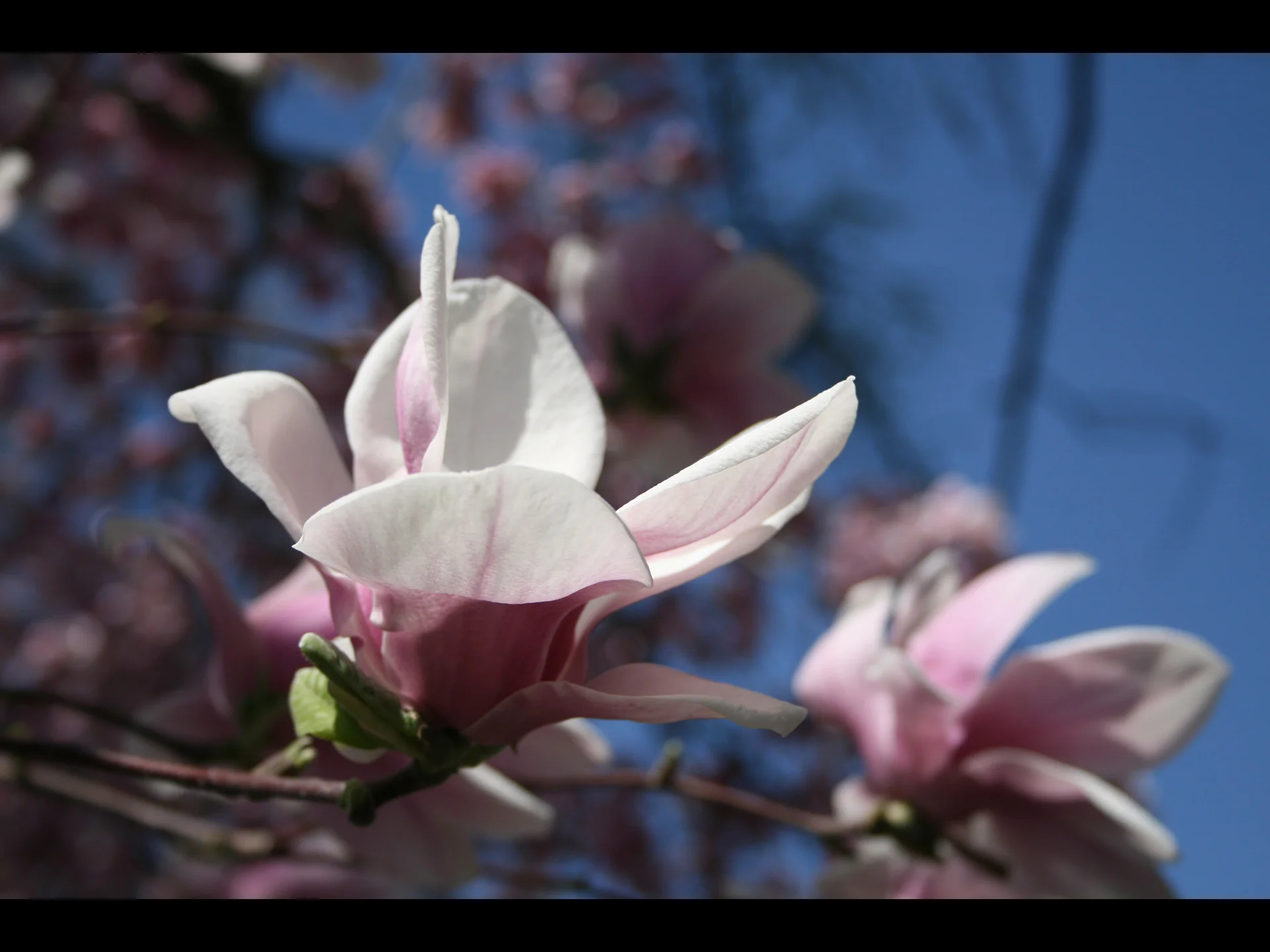 magnolia