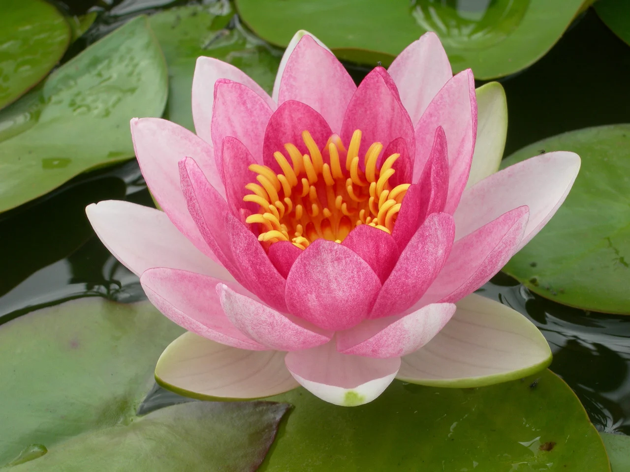 water lily