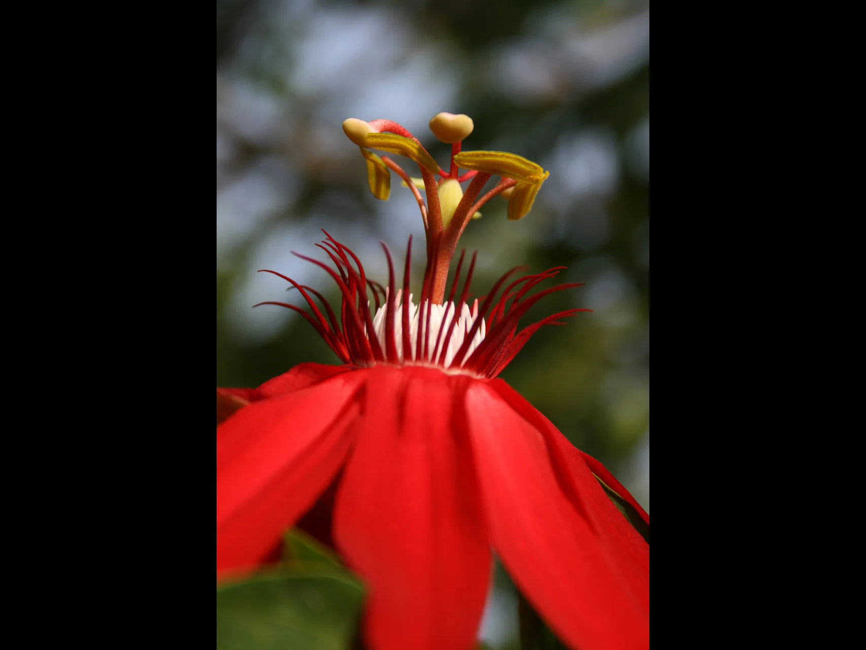 passionflower