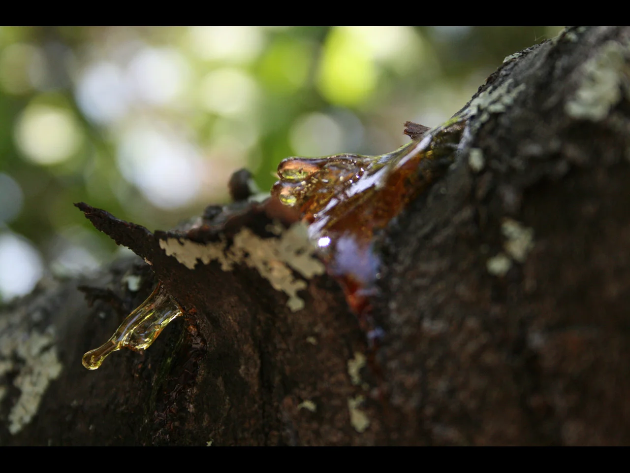 sap
