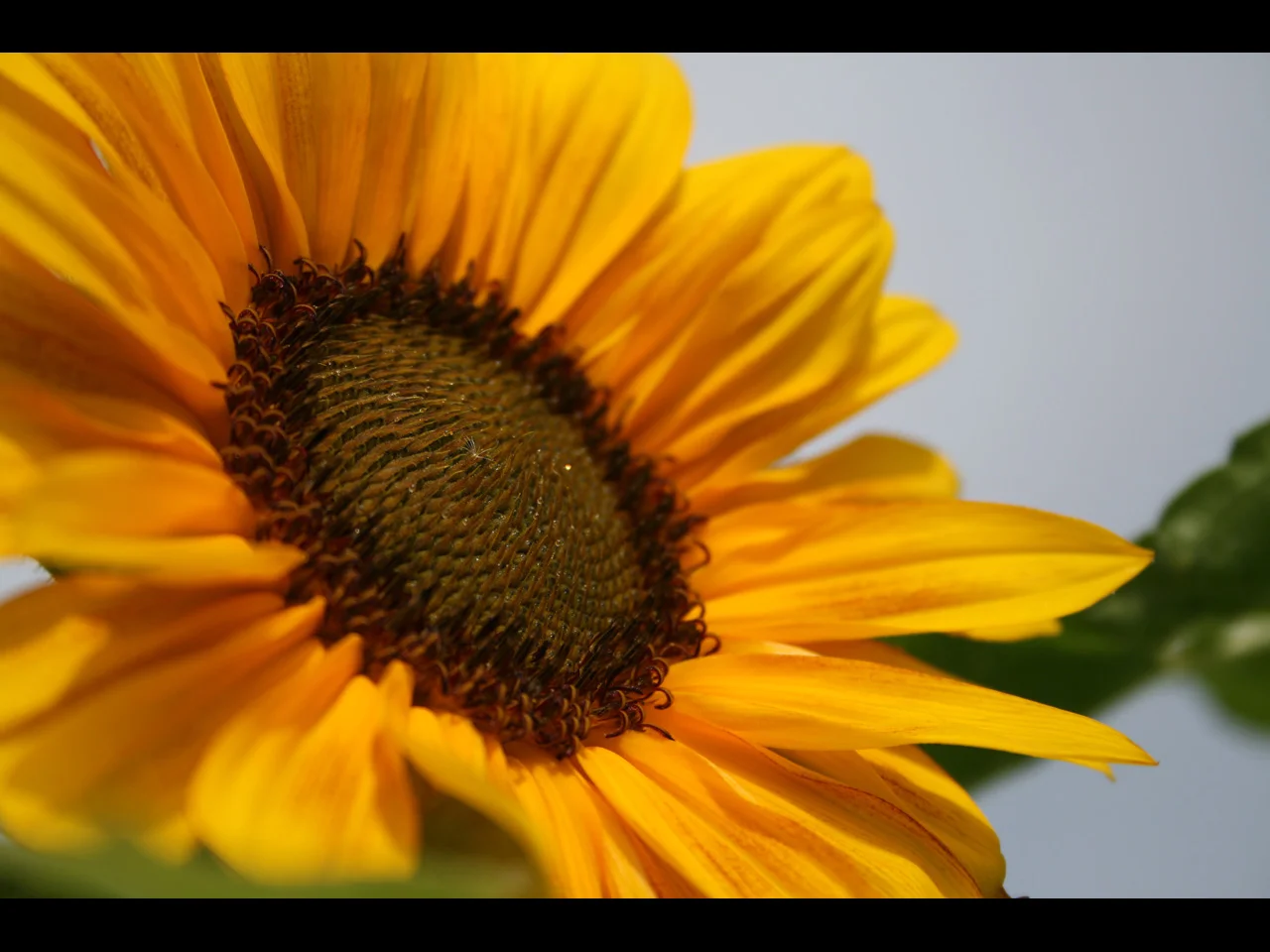 sunflower