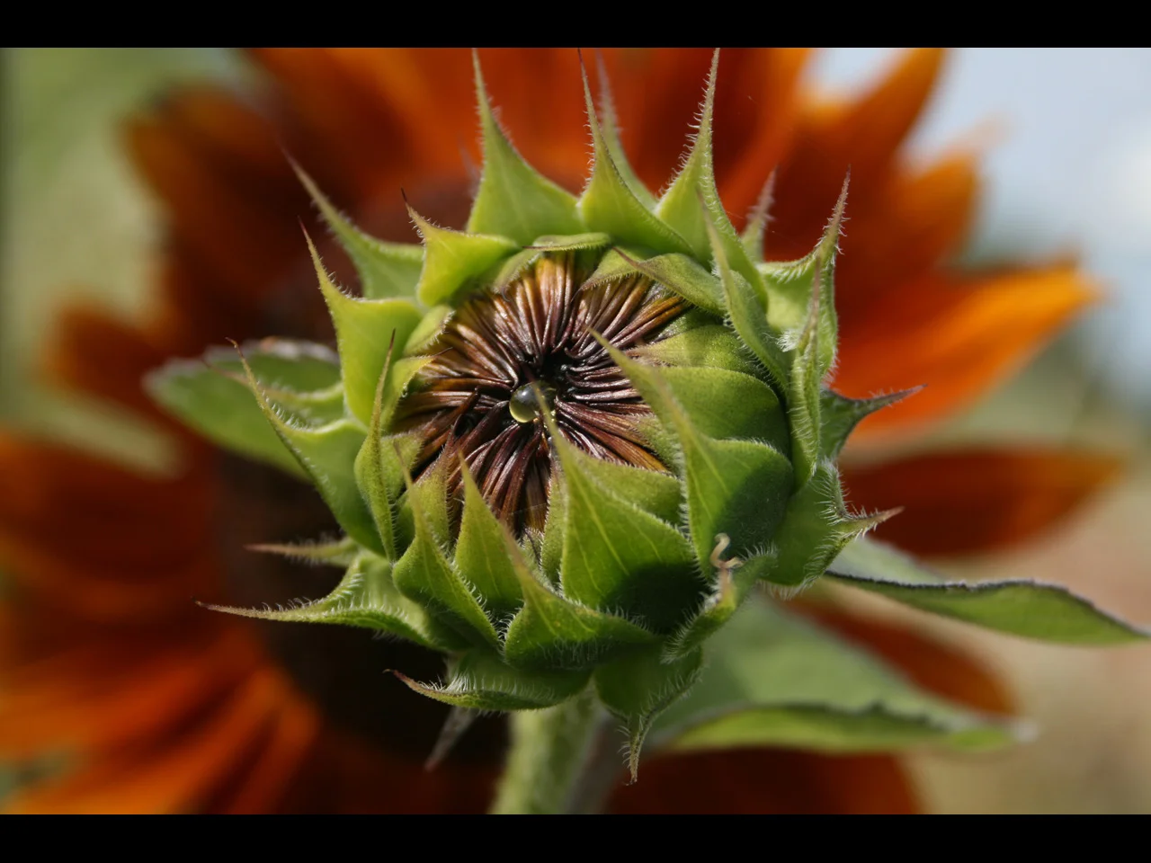 nectar