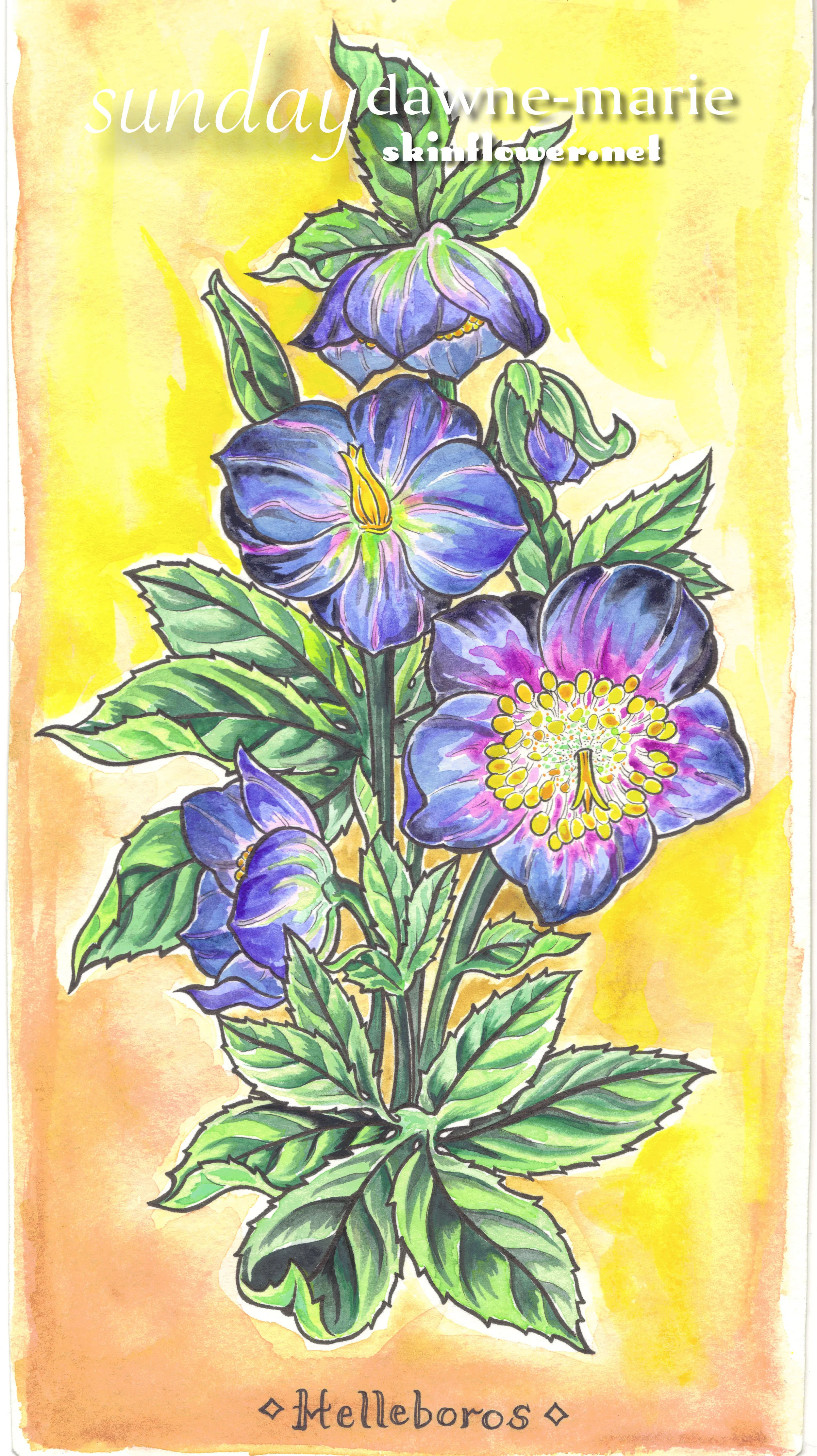 helleboros