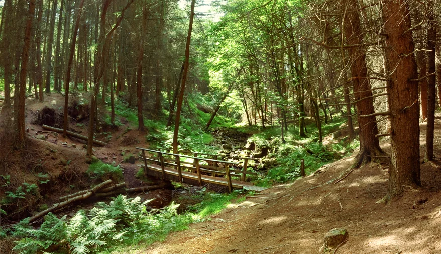 Woods Theme (Remastered)