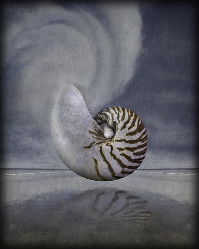 AliceKivlonSheltered Dream800pxh.jpg