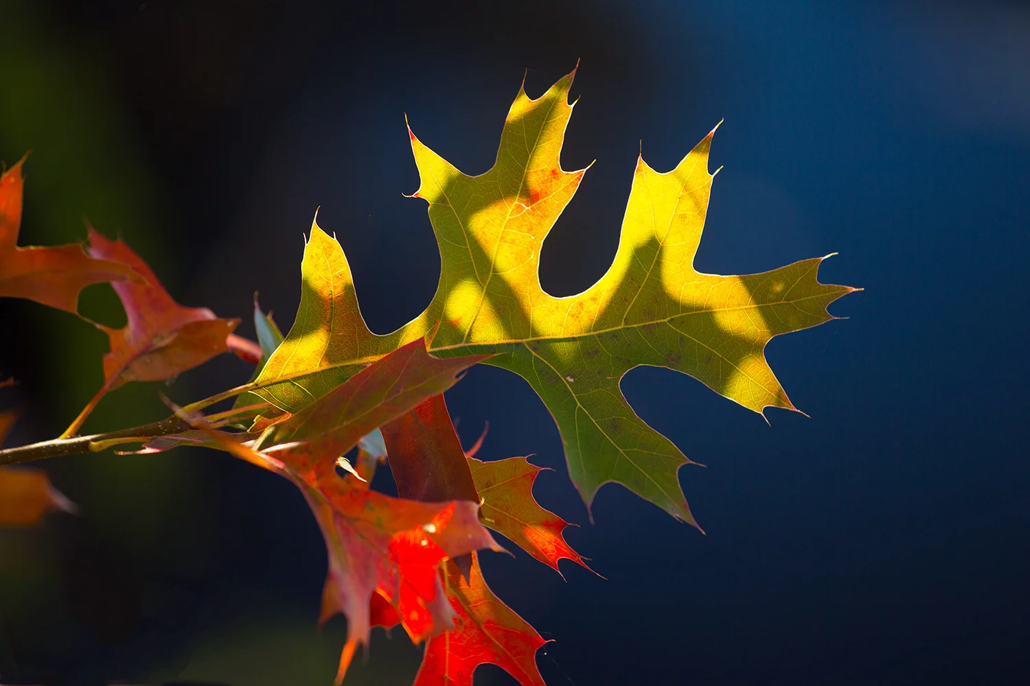 Fall-2015-38-2.jpg