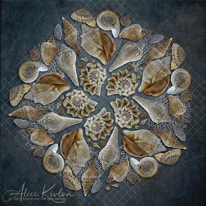 Shells No 3.jpg