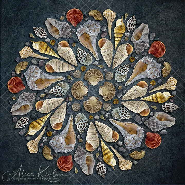 Shells No 4.jpg