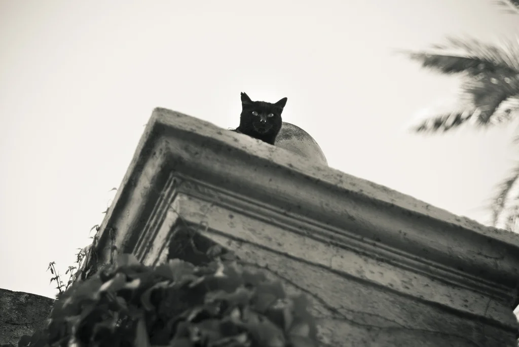 labyrinthcat.jpg