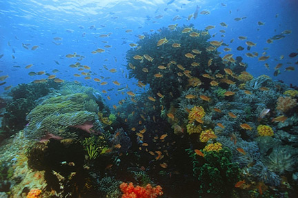 reefscape1.jpg