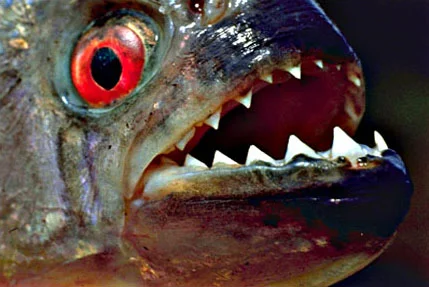 Yi-Hsuan Lin - Piranha