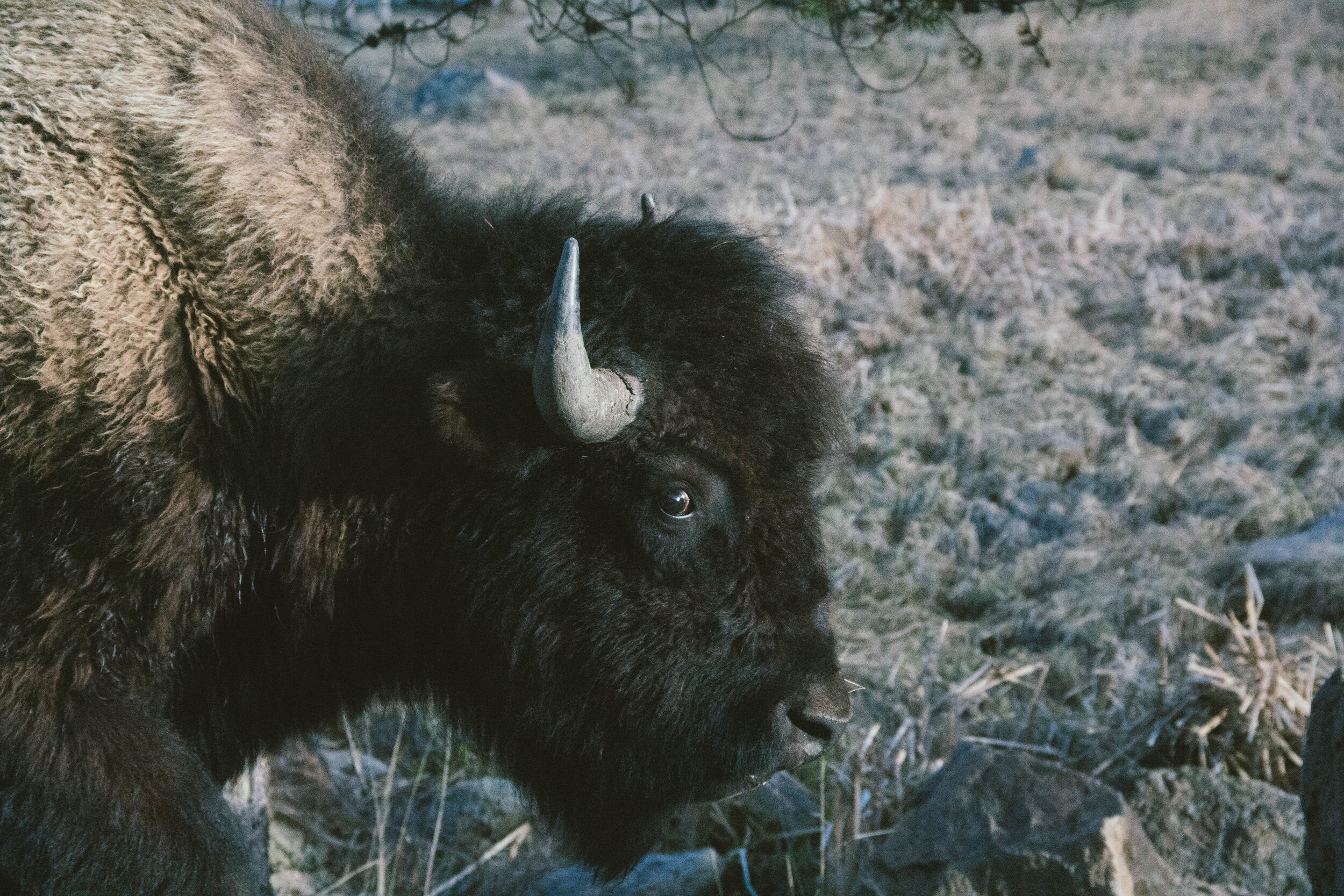 Yellowstone