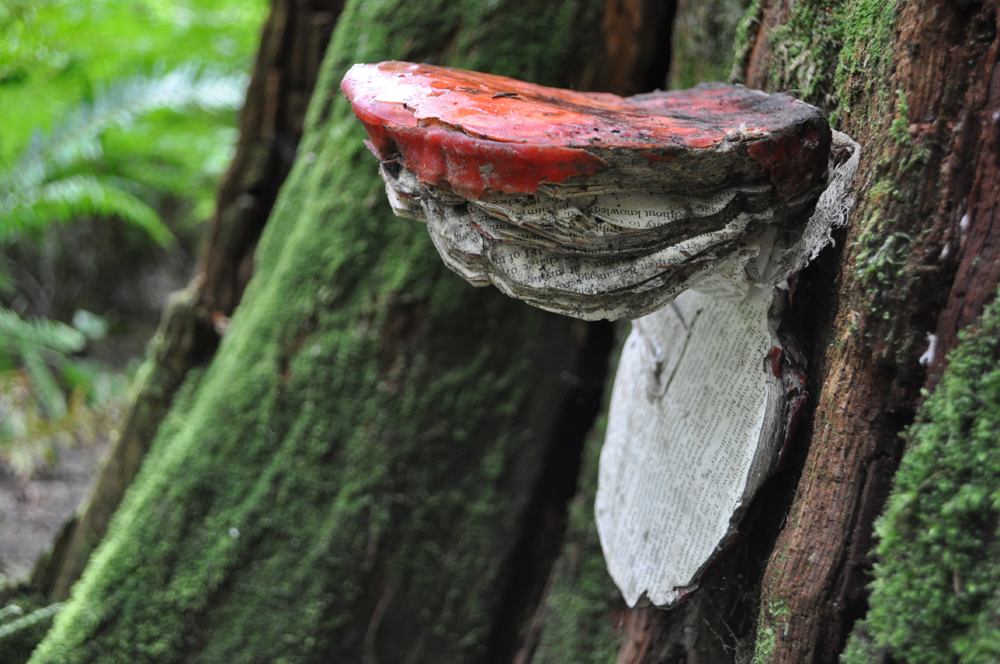 BlogAnneFungus.jpg