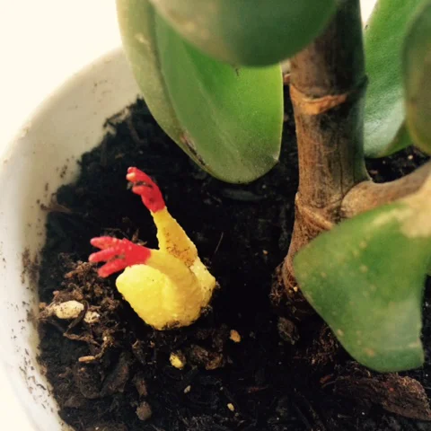 9 Ounces SNAPSHOTS: Luna's Favorite Things To Collect