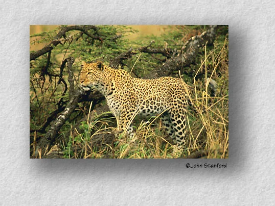 animal1.jpg