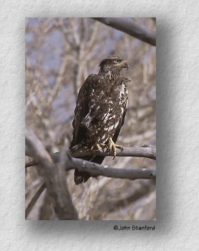 bird1.jpg