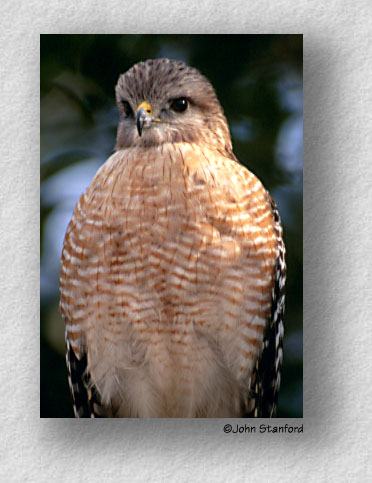 bird4.jpg