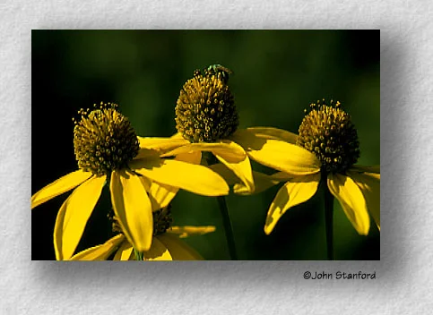 flower7.jpg