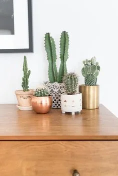 Kaunis pieni asetelma erilaisista kaktuksista. Kuva: Pinterest