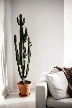 Kuva: Pinterest
