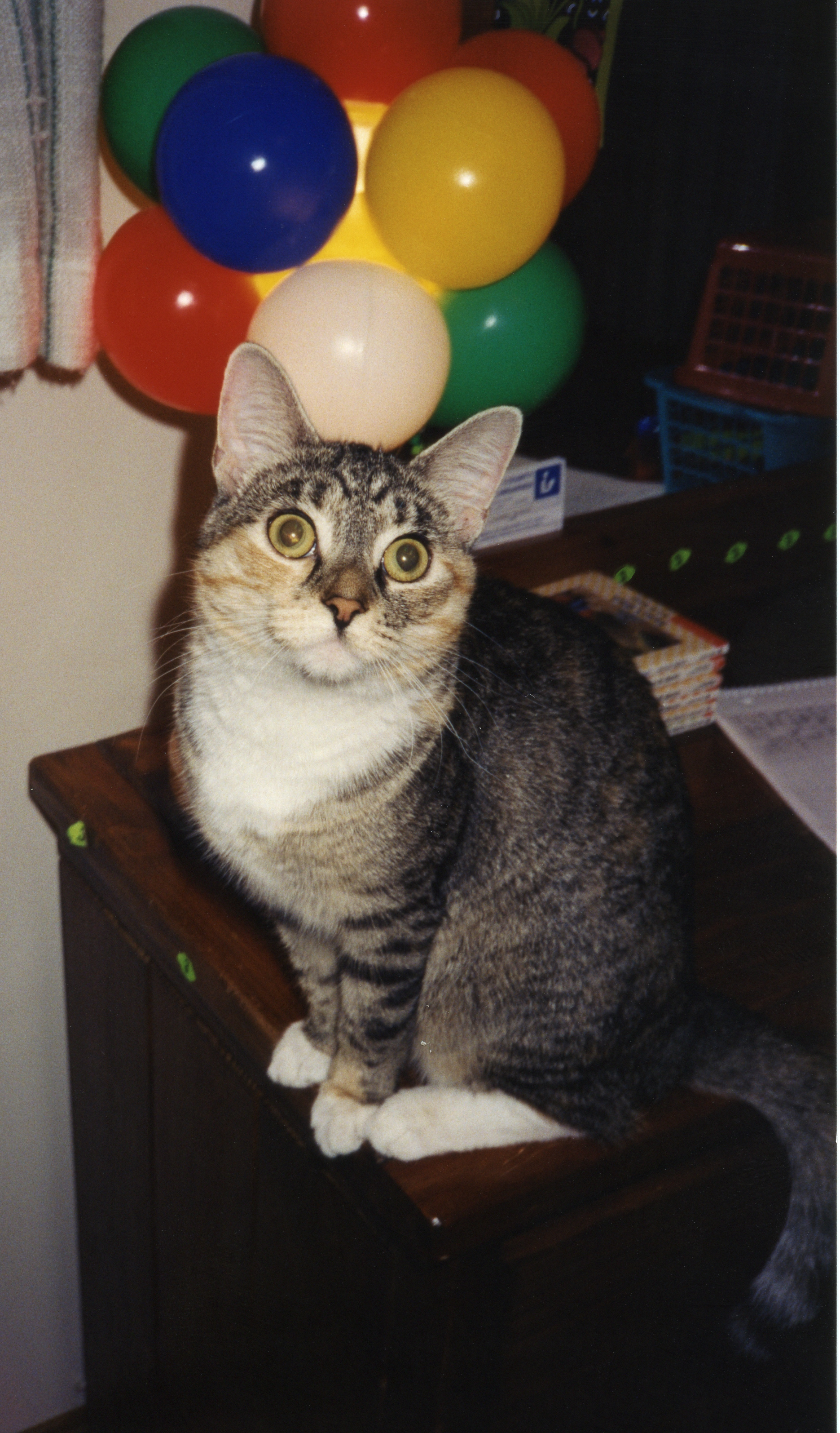 my room in elementary school before the move, kitty sitting on my dresser. behind her you can see my library card in the mirror....