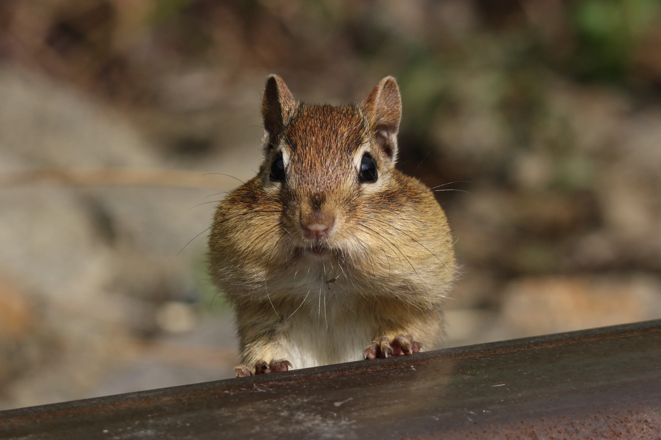Squirrel with Nut.jpg