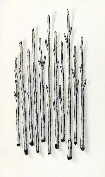 Illustration_0003_Sticks.jpg