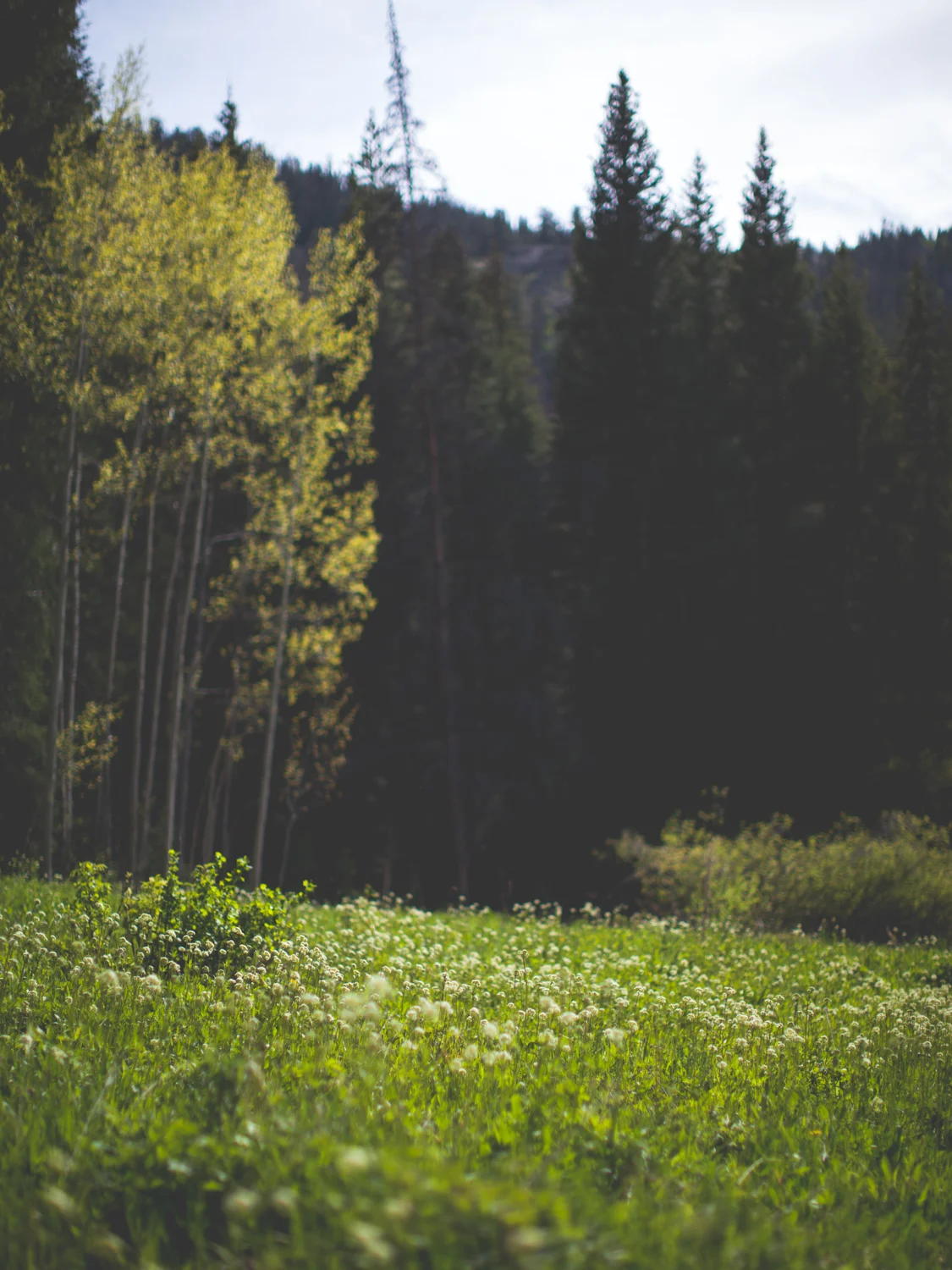 Mountain Meadow - Outdoors