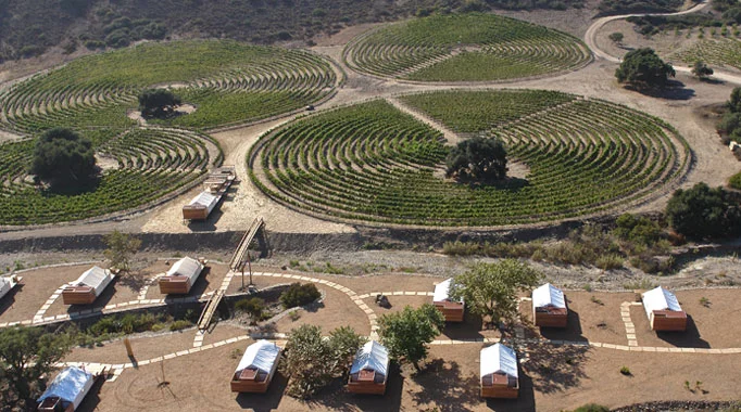 Crop Circle Vineyards. After Signs , I think I'll stay far away from those!