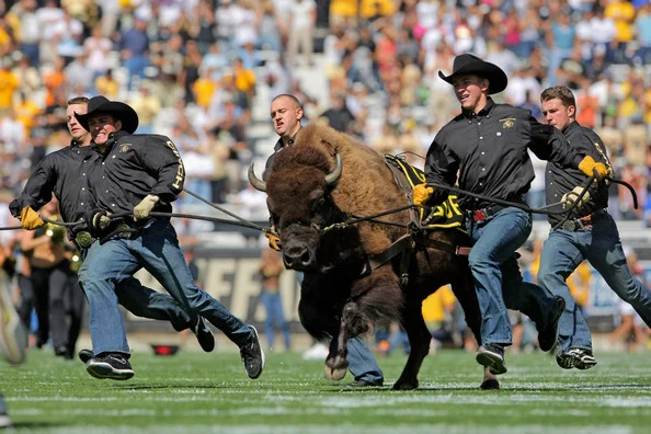 Ralphie Colorado Buffaloes.jpg