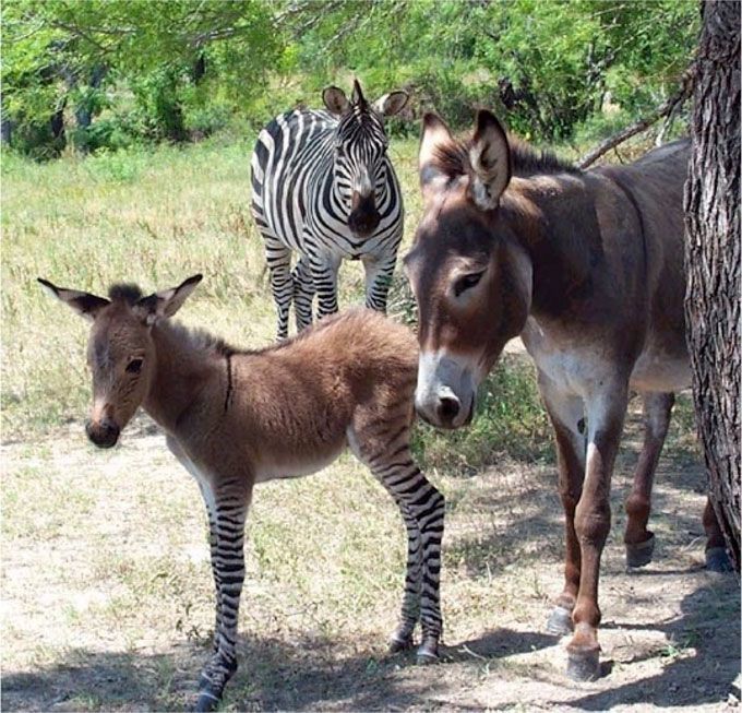 Zonkey-Donkey-Zebra-Named-Ippo.jpg