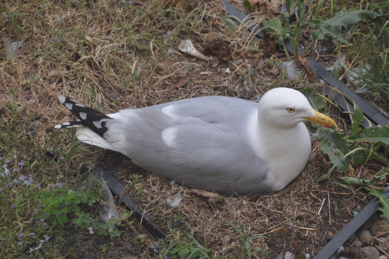 Here's our mom nesting.&nbsp;