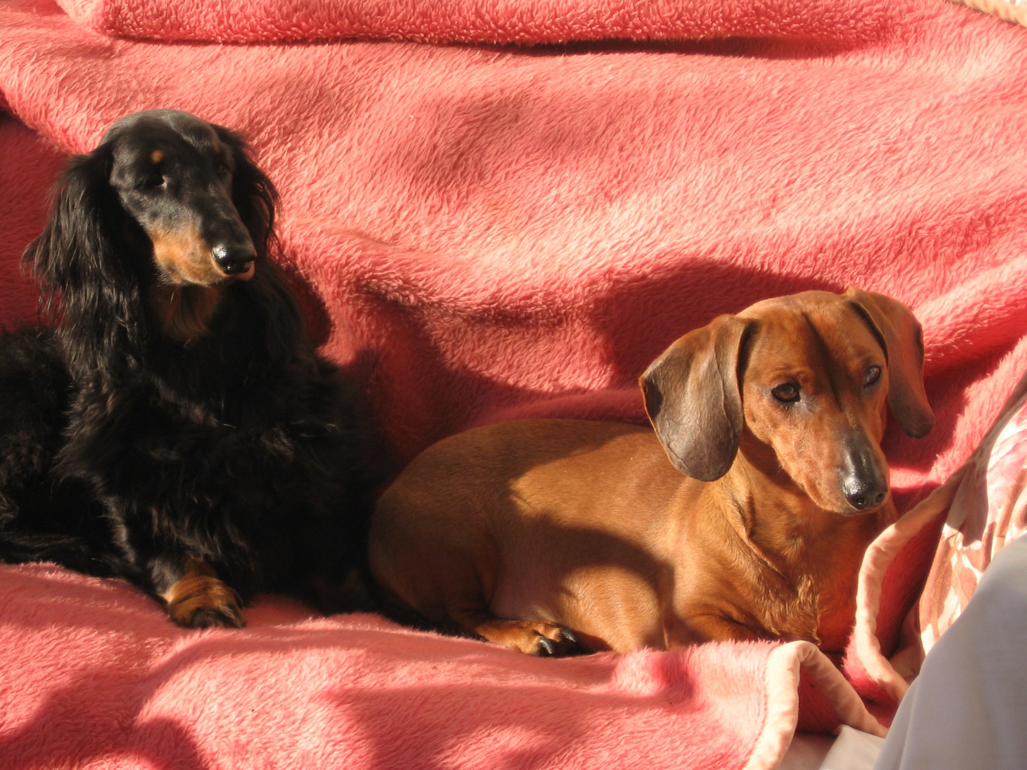 Filbert and Ivy, the Fogarasi family dogs. 
