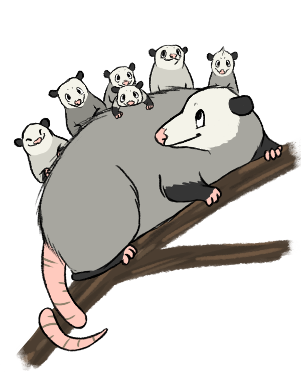 opossum color.png