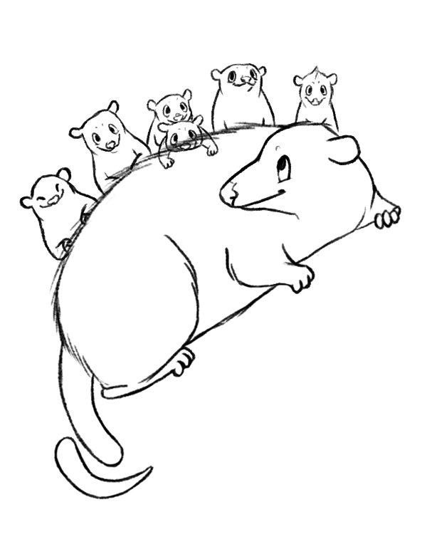 opossum line.png
