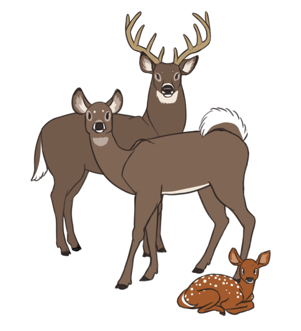 deer color.png