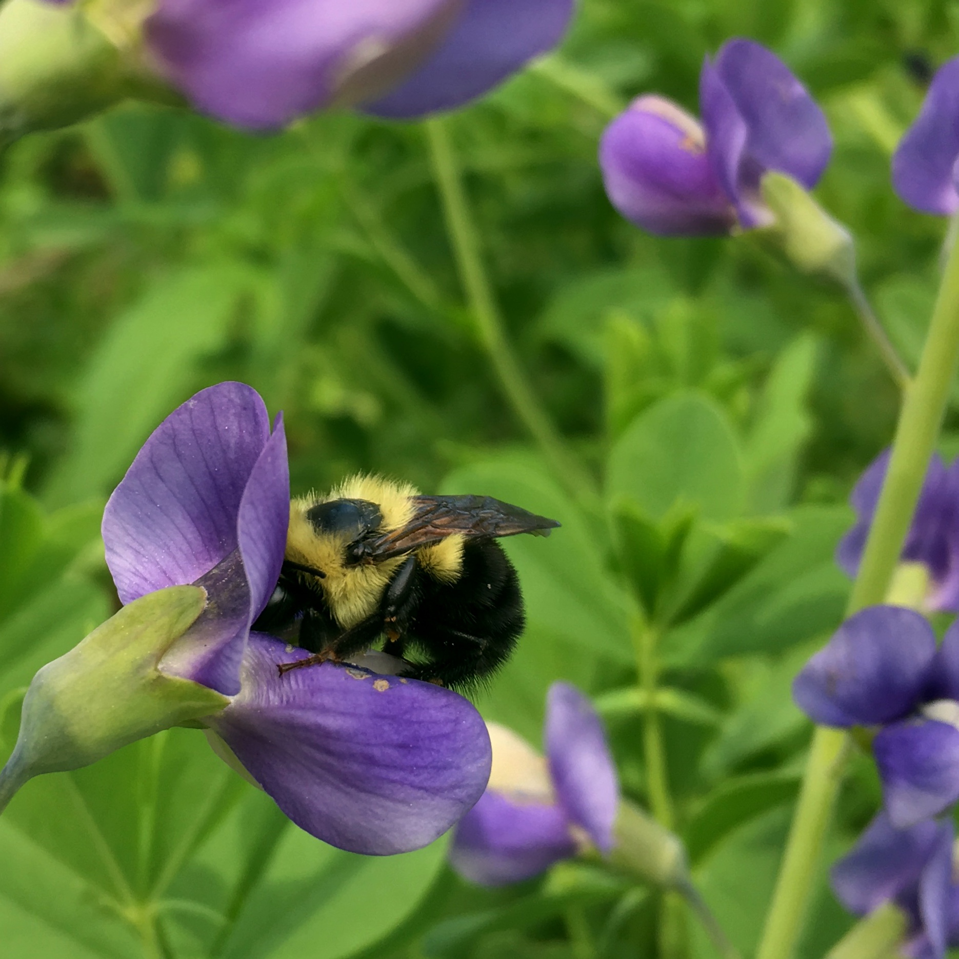 A visitor in Jordan's garden