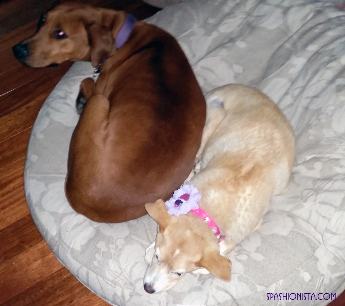 Rhoda and Sasha - and a cupcake collar courtesy of Sunnybands