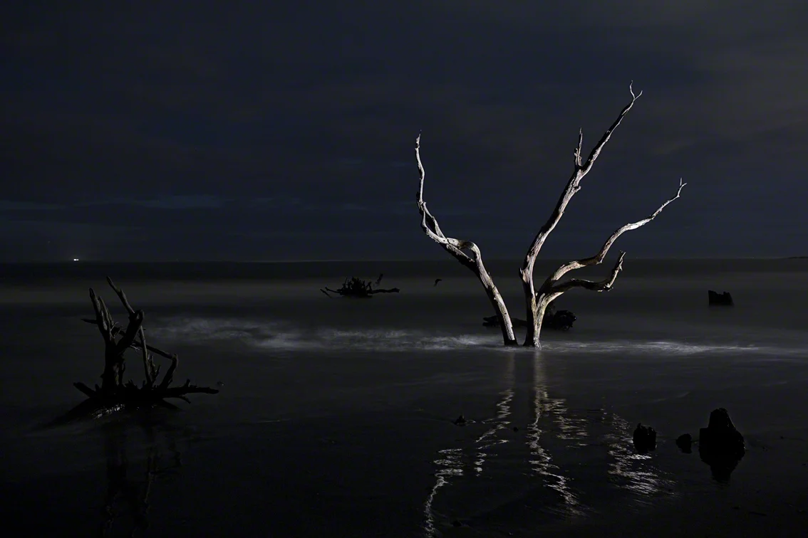 the tree with a reflection