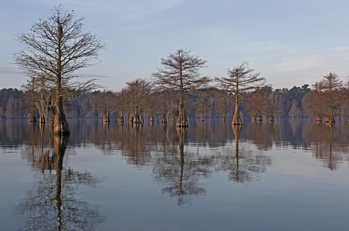 first light on the cypress