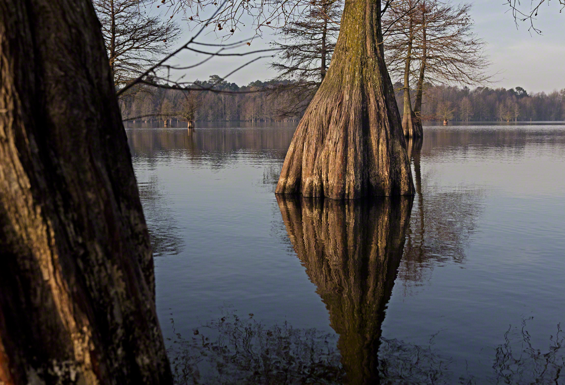 cypress trunks