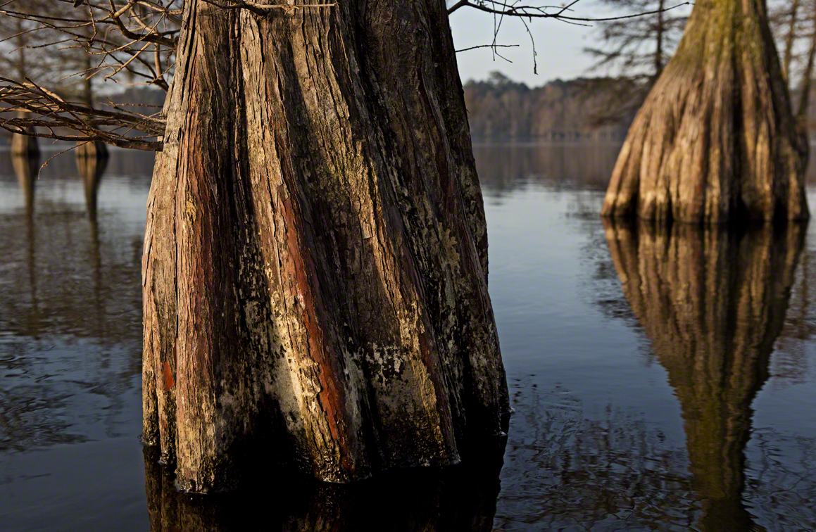 cypress trunks
