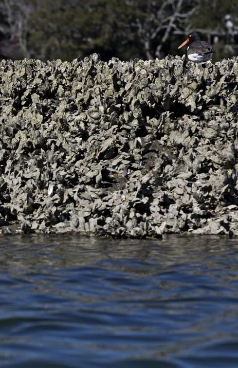 oyster cacher