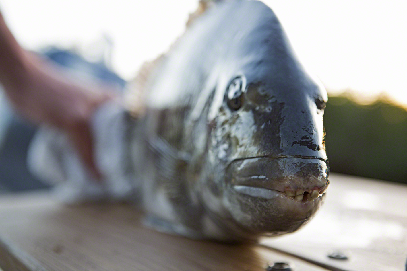 i have seen these fish (sheepshead) on the internet, and i always assumed it was photoshop. they have a full set of human like teeth - quite creepy. i caught this fella while untangling a birds nest in my line, luck was on my side.