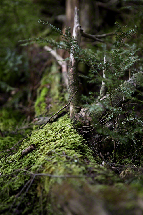 moss covered hemlock